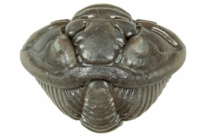 Wide Enrolled Flexicalymene Trilobite - Mt Orab, Ohio #358079